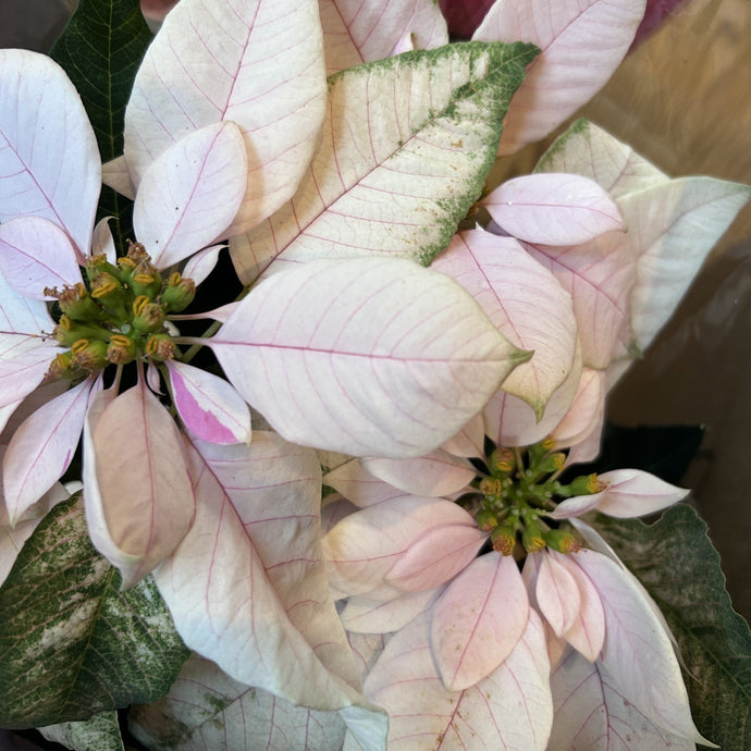 New Plants instore