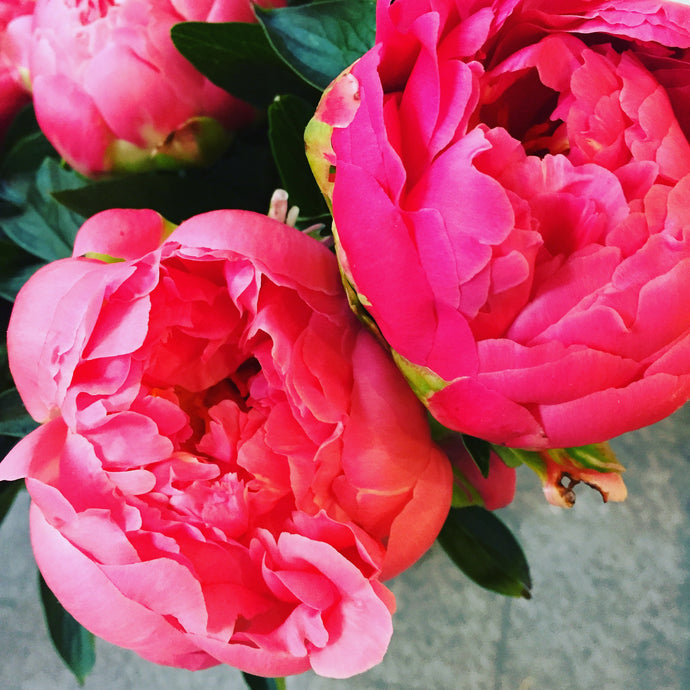 Peonies straight from the Farm